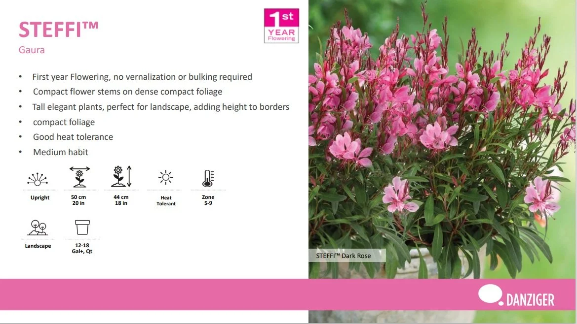 Gaura Steffi™