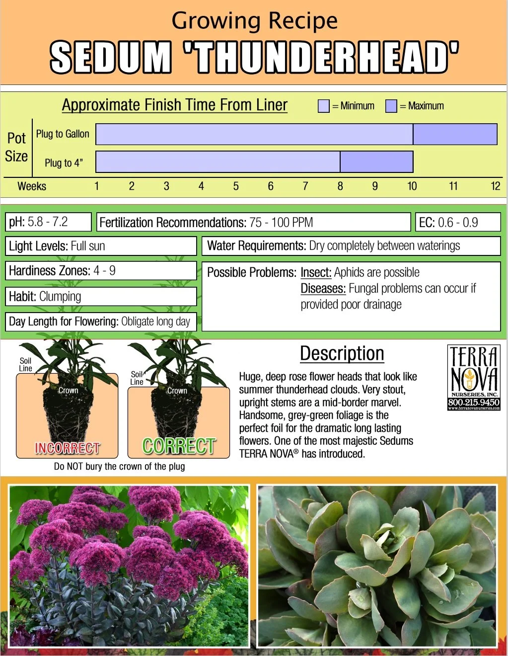 Sedum Thunderhead