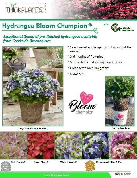 Hydrangea BloomChampion®