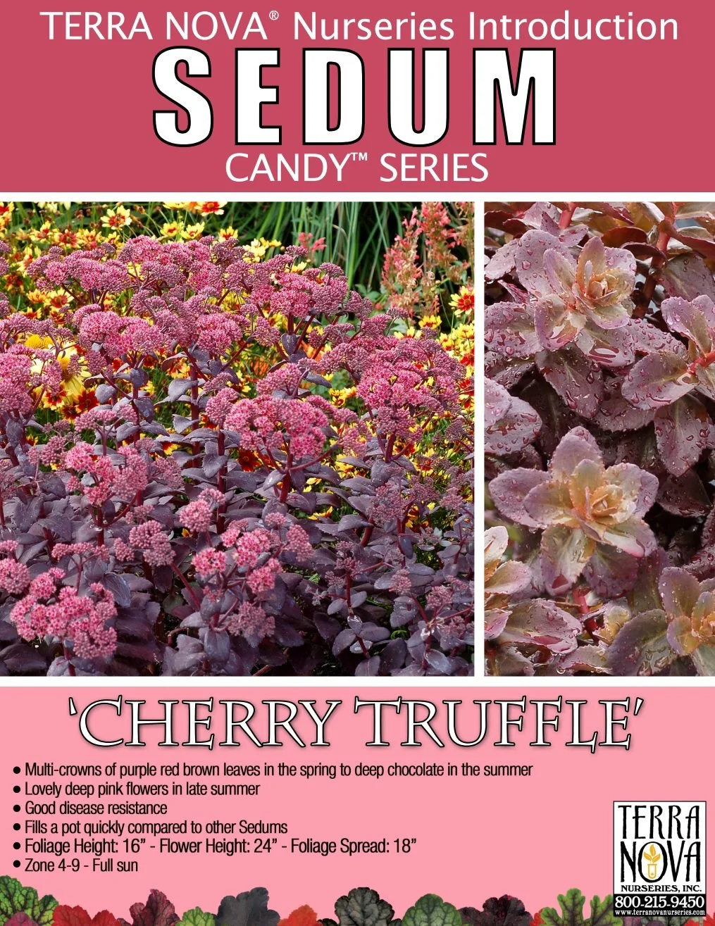 Sedum Cherry Truffle