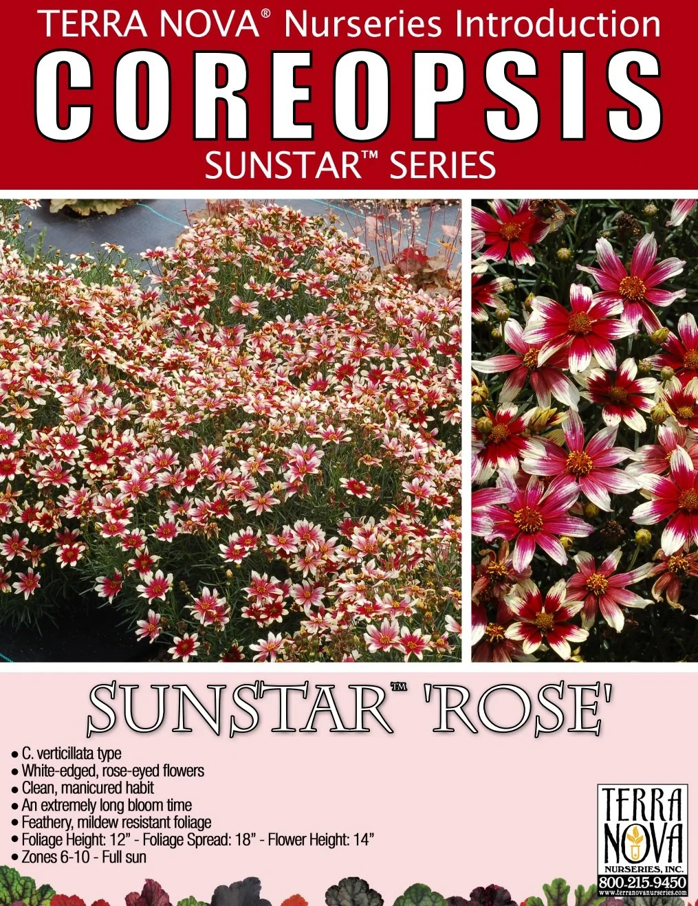 Coreopsis Sunstar™ Rose