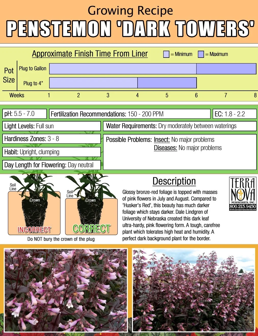 Penstemon Dark Towers