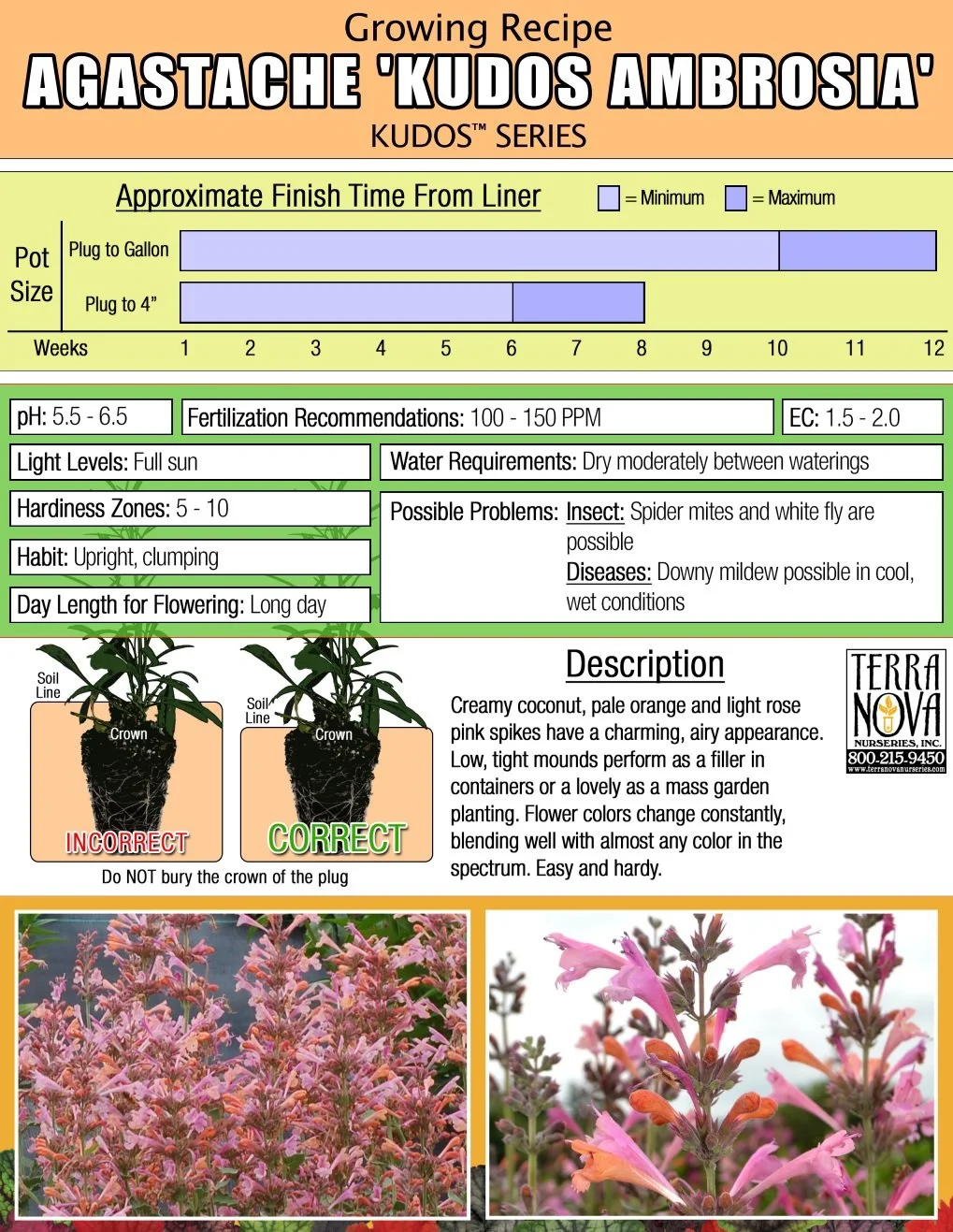 Agastache Kudos™ Ambrosia