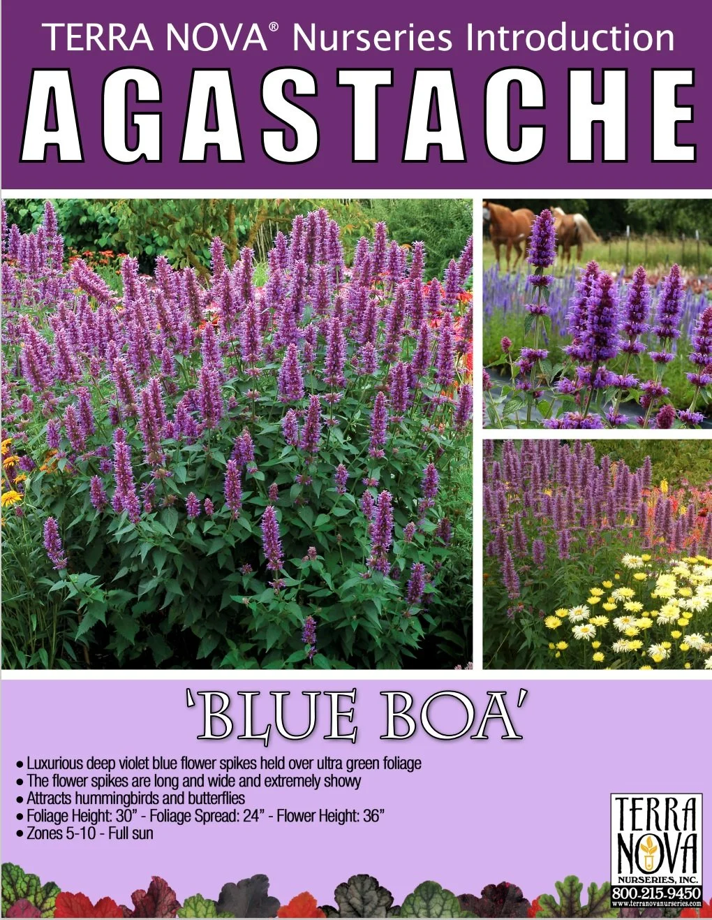 Agastache Blue Boa