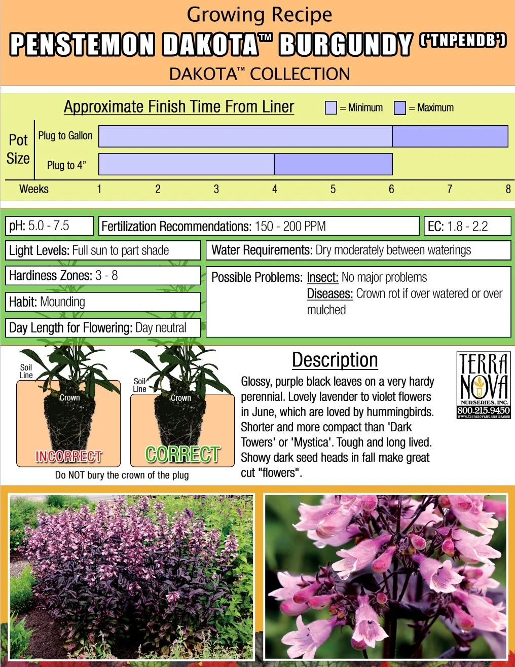 Penstemon Dakota™ Burgundy
