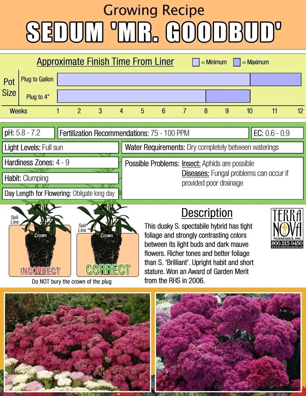 Sedum Mr. Goodbud