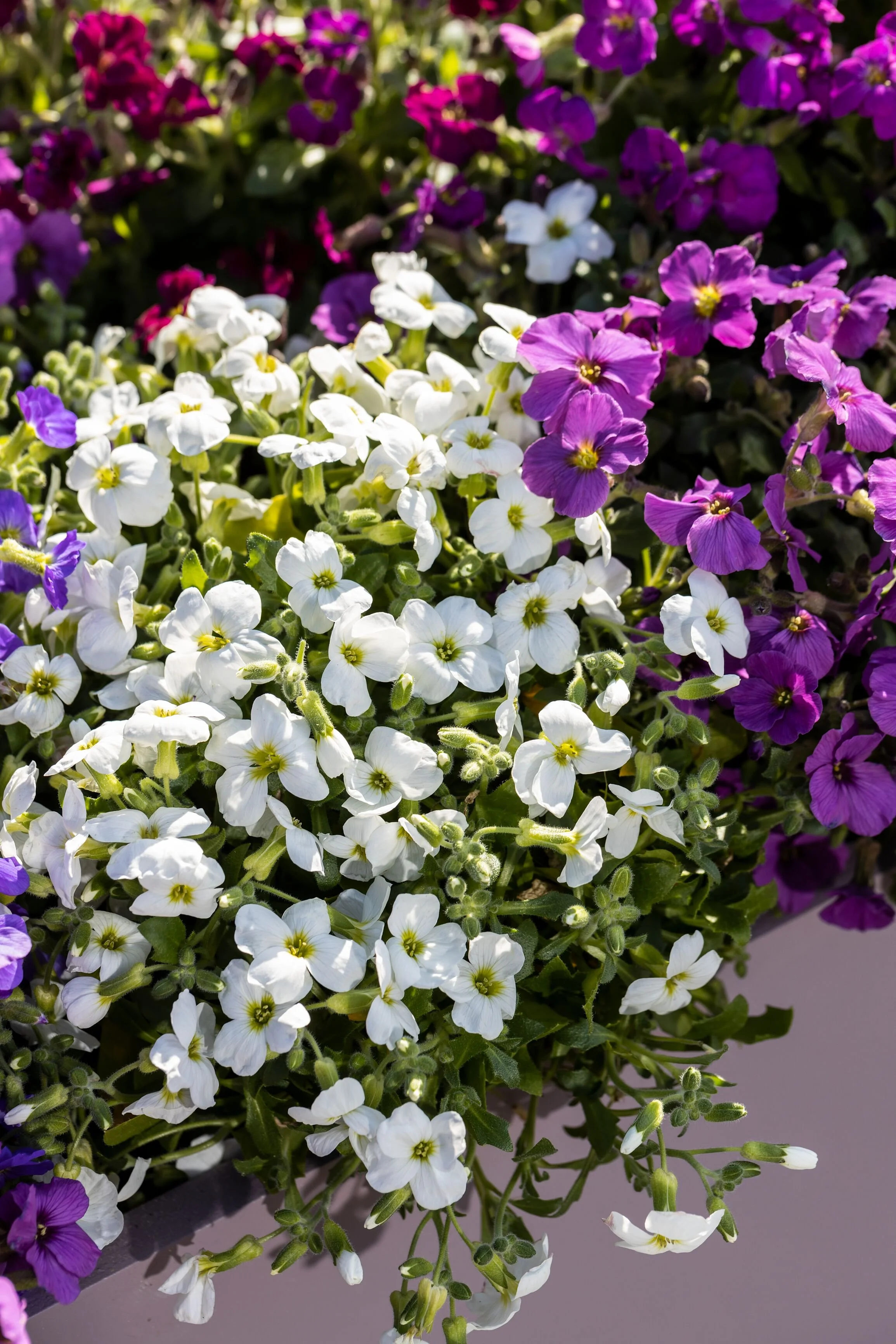 High Res jpg-Axcent White (70079873) .jpg