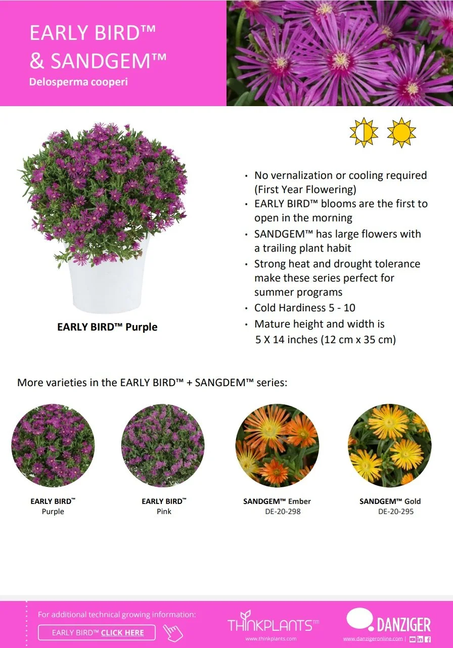 Delosperma Early Bird™ & Sandgem™