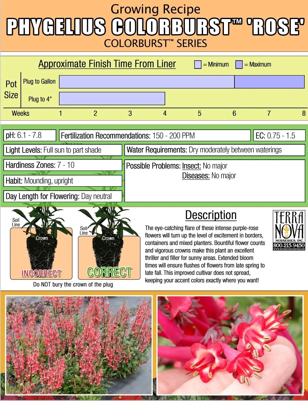 Phygelius Colorburst™ Rose