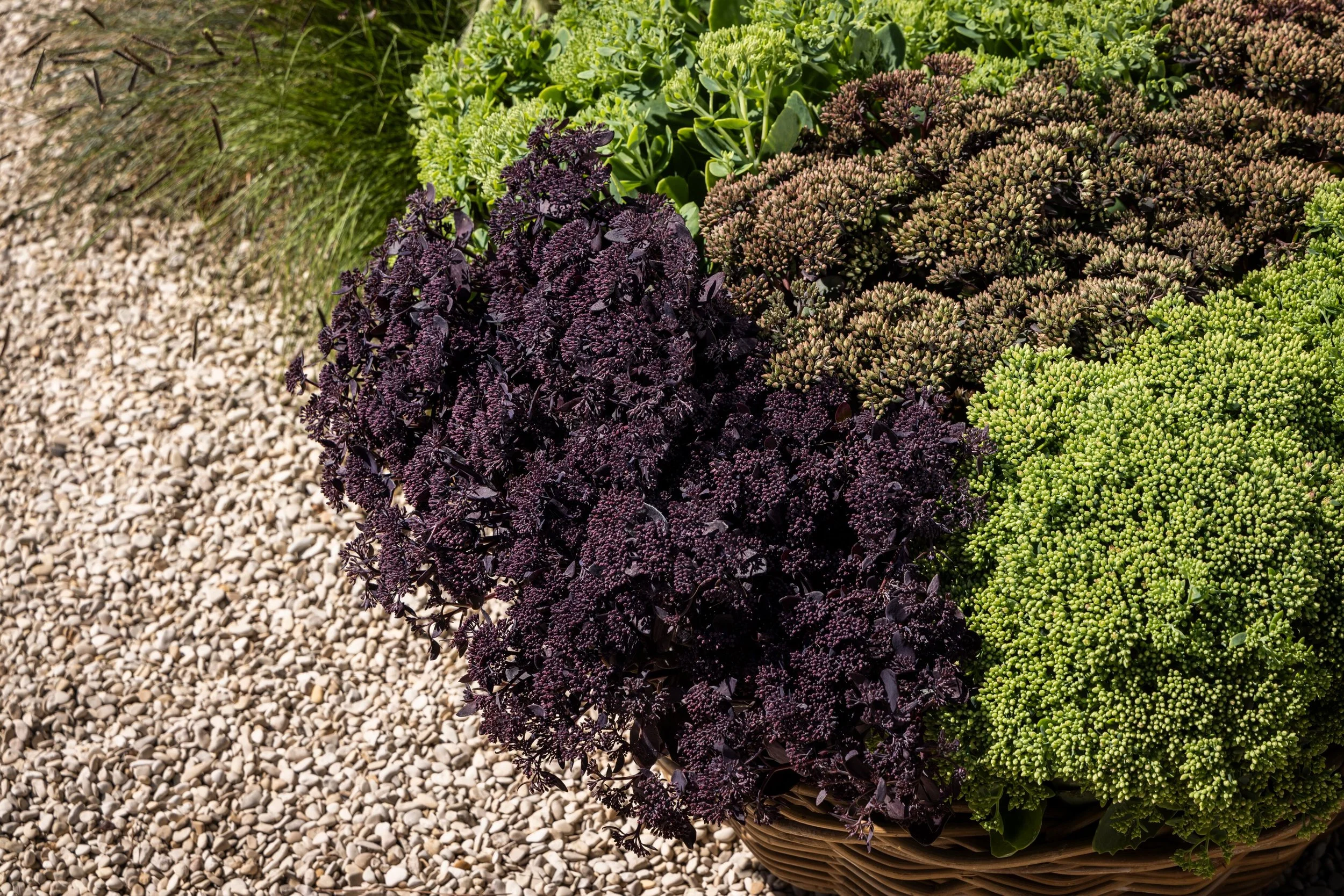 High Res jpg-Sedum Mix.jpg