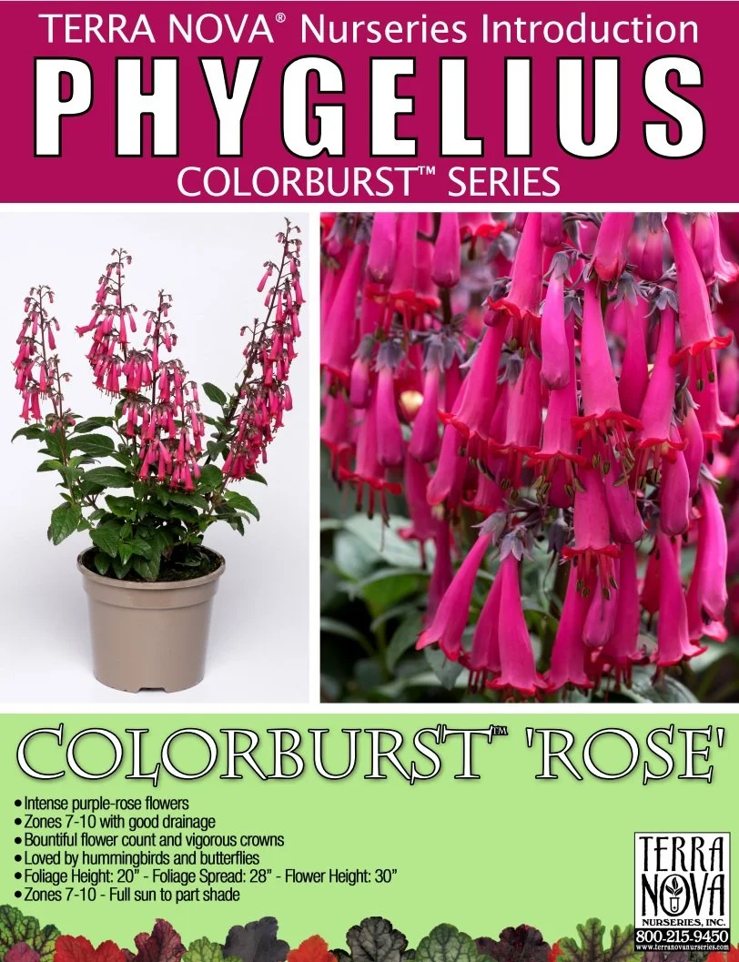 Phygelius Colorburst™ Rose