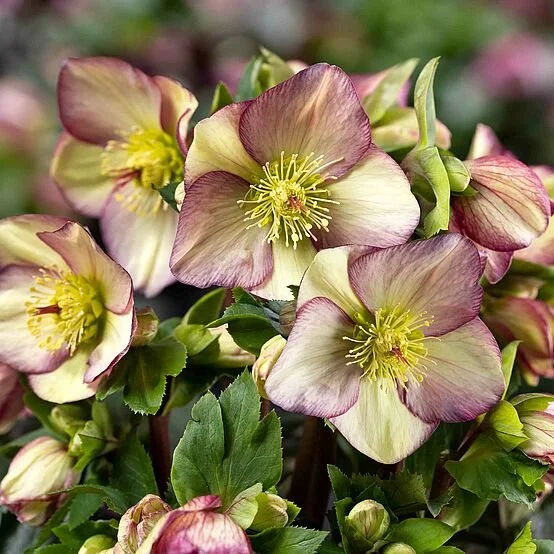 Helleborus HGC® Ice N Roses® Purple Sunrise