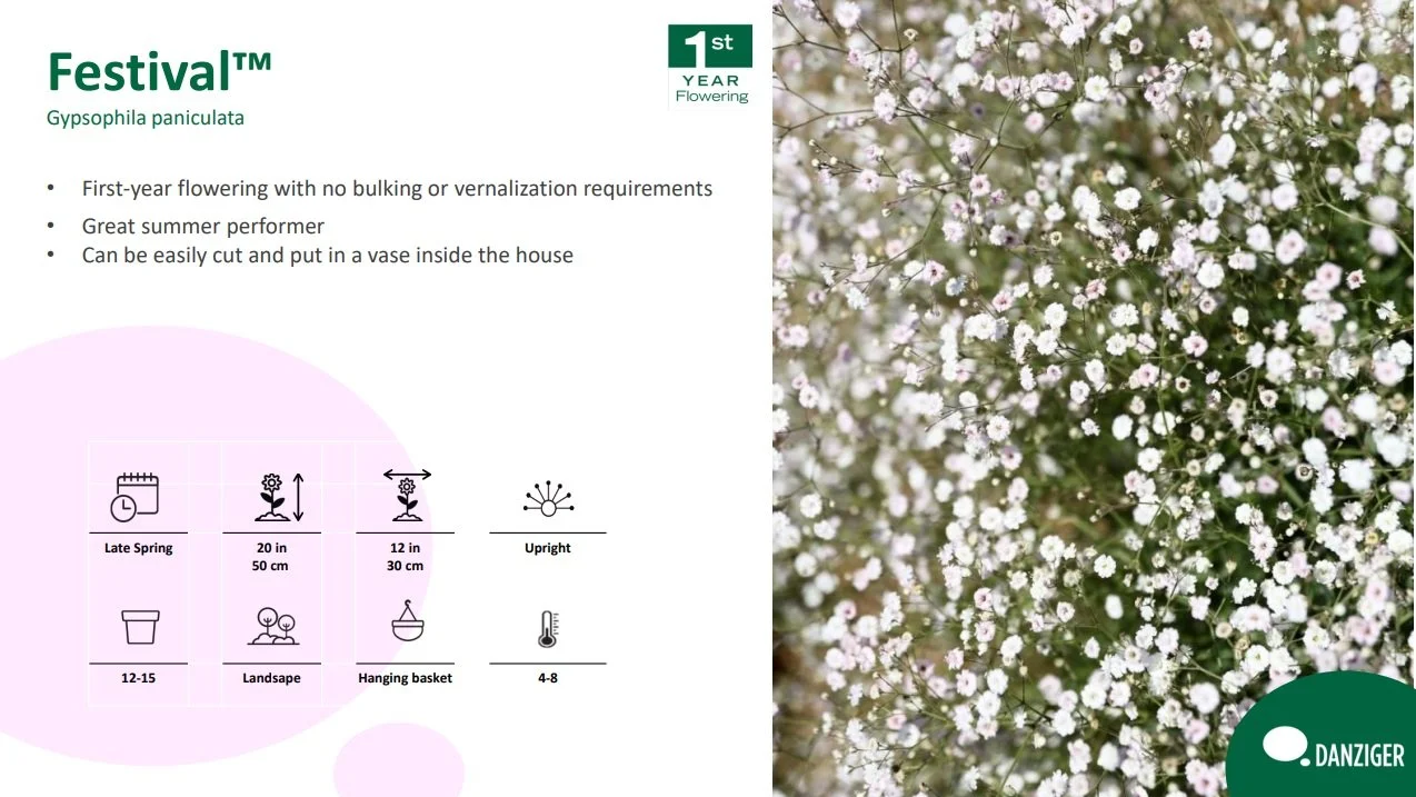 Gypsophila Festival®