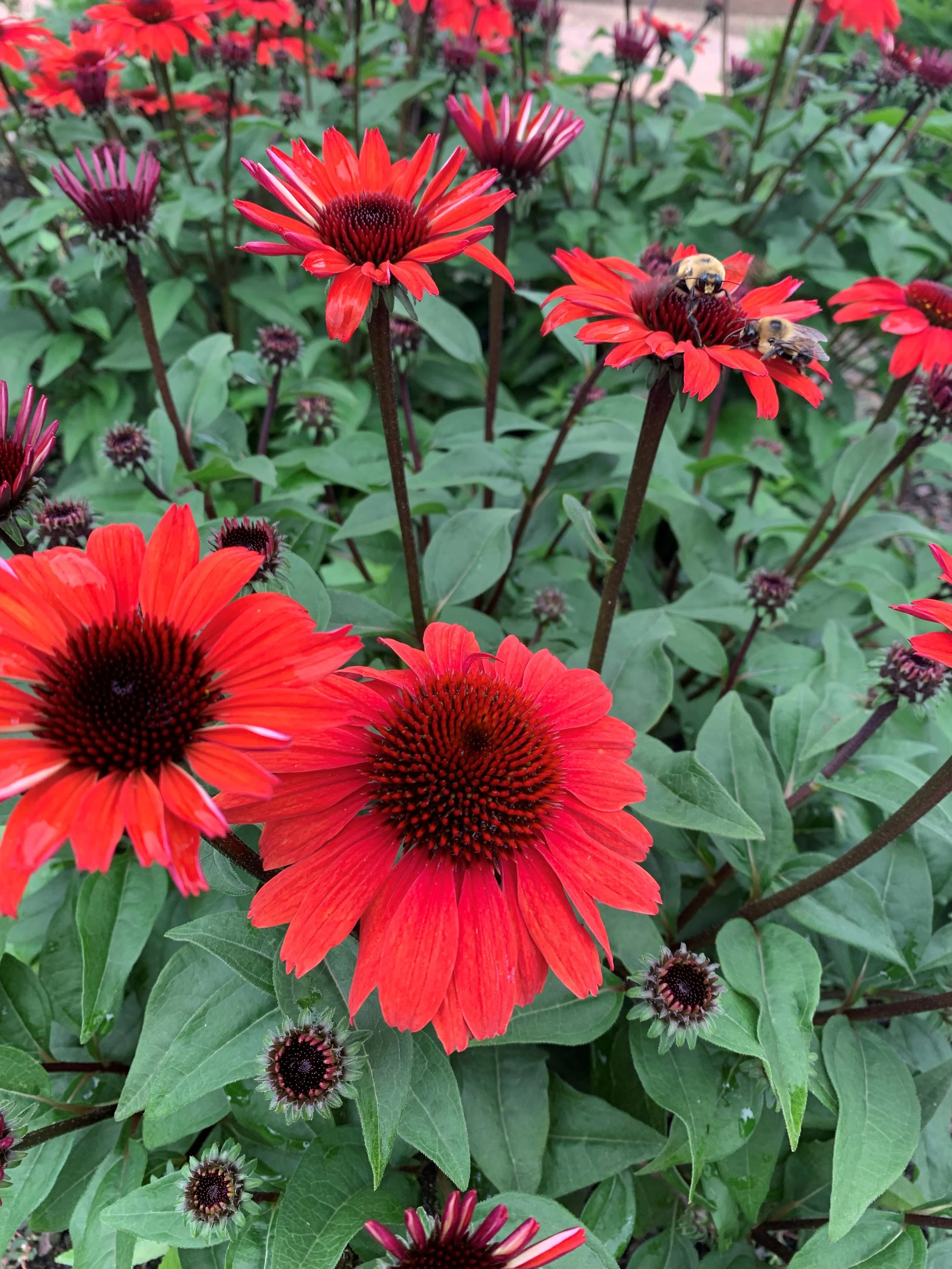 Echinacea purpurea PANAMA™ Red — ThinkPlants