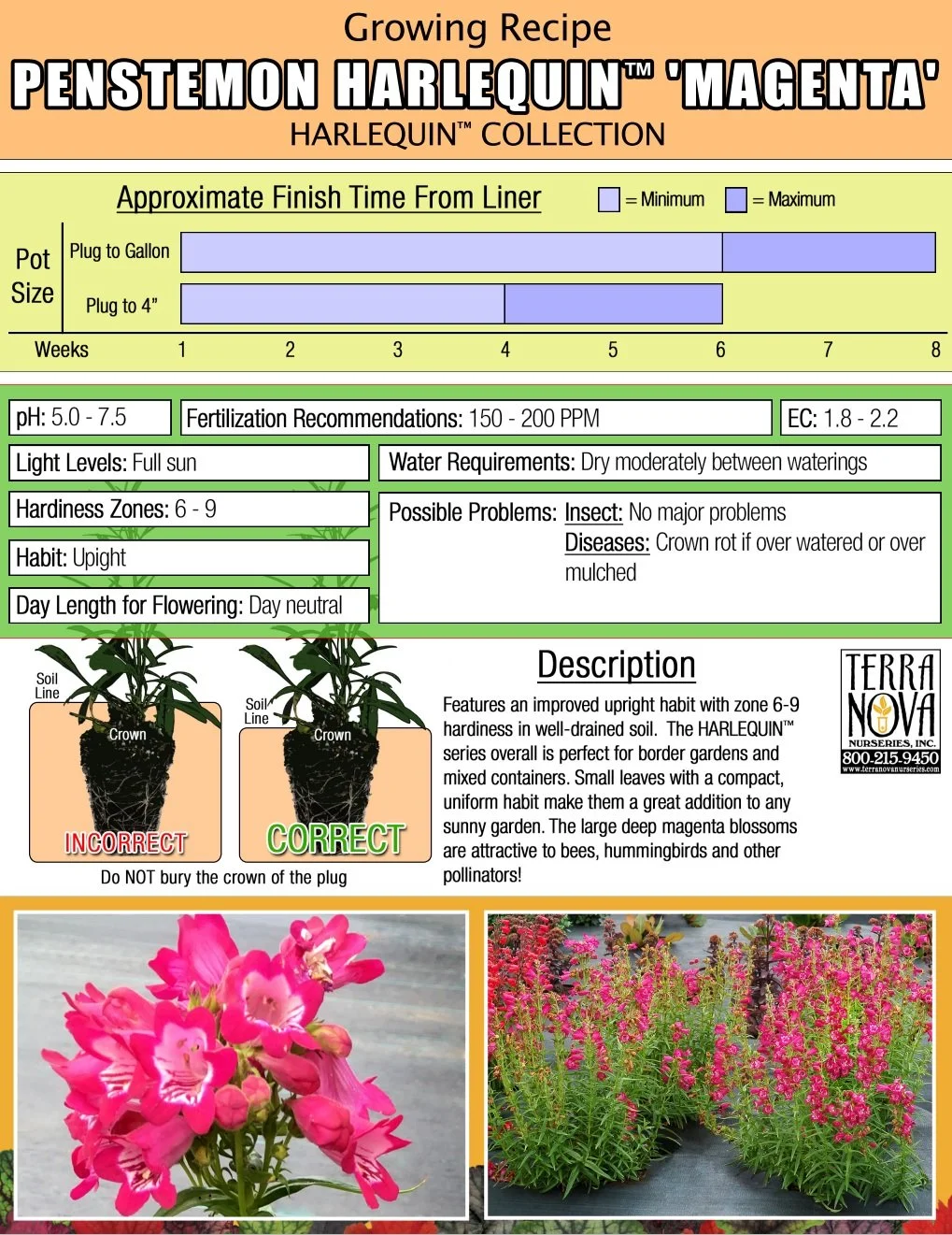 Penstemon Harlequin™ Magenta
