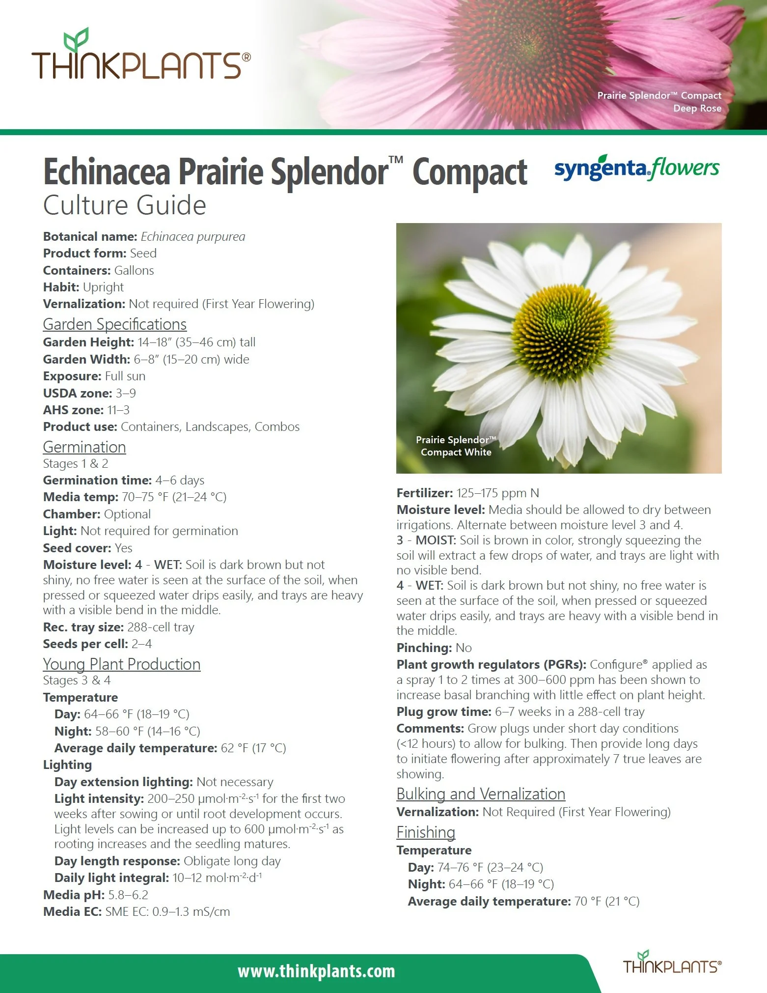 Echinacea Prairie Splendor™ Compact