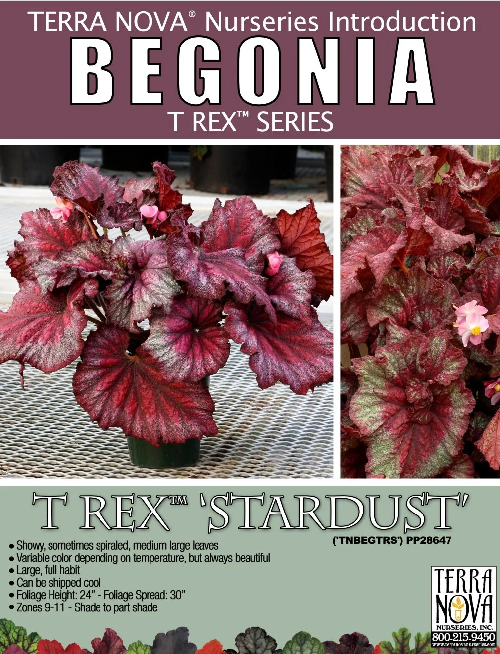 Begonia T Rex™ Stardust