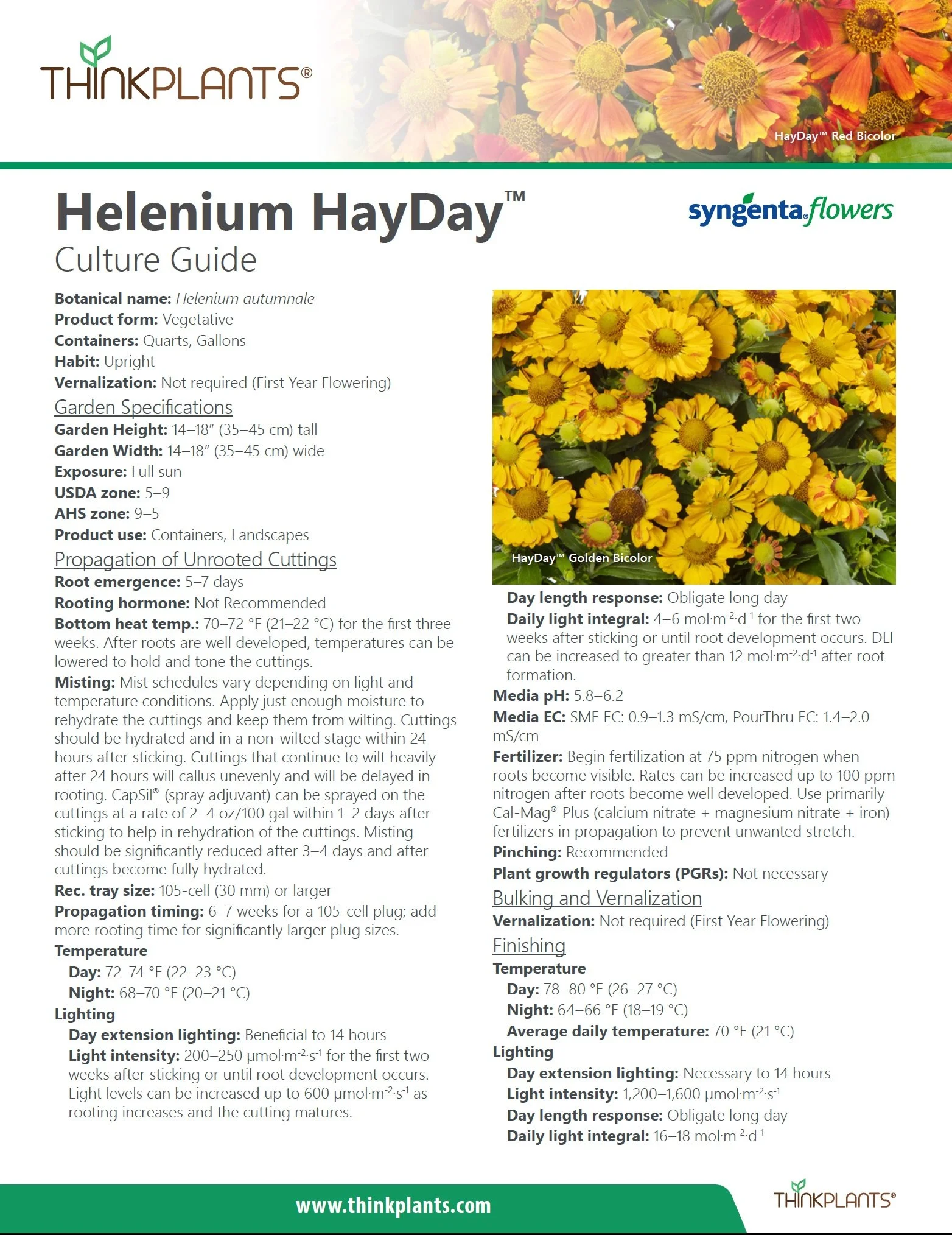 Helenium HayDay™