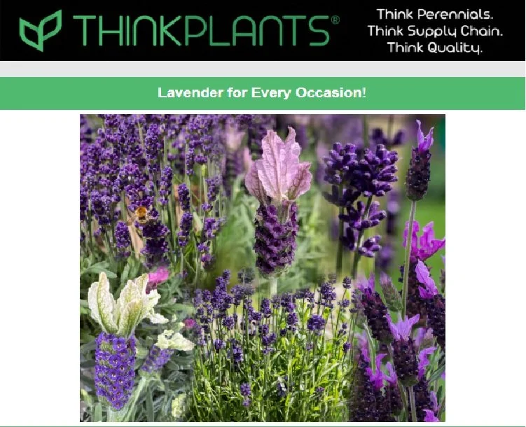 Lavender for Every Occasion