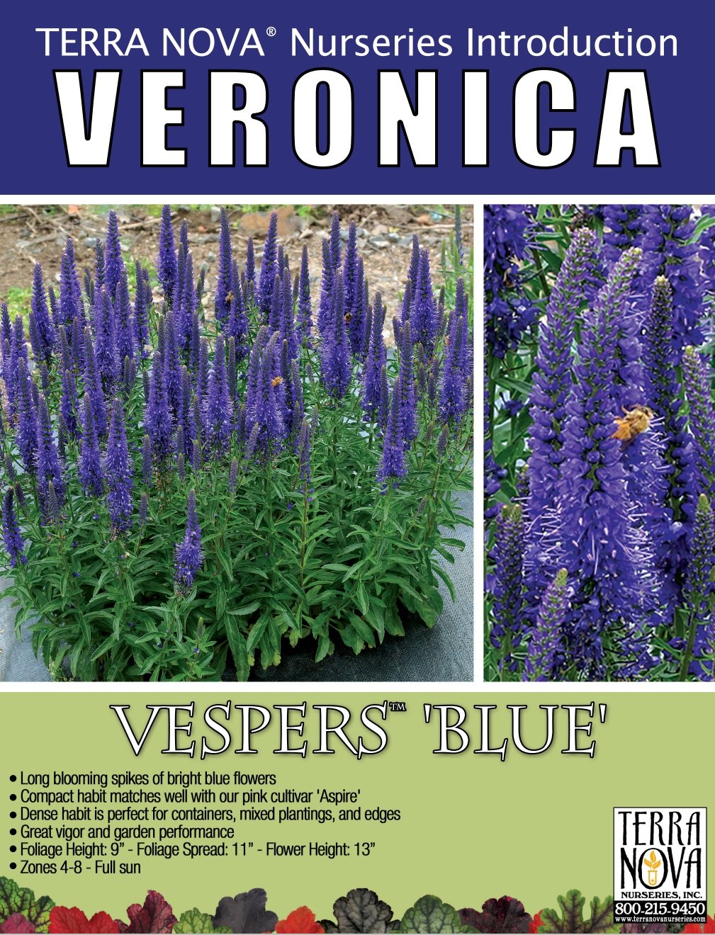 Veronica Vespers™ Blue