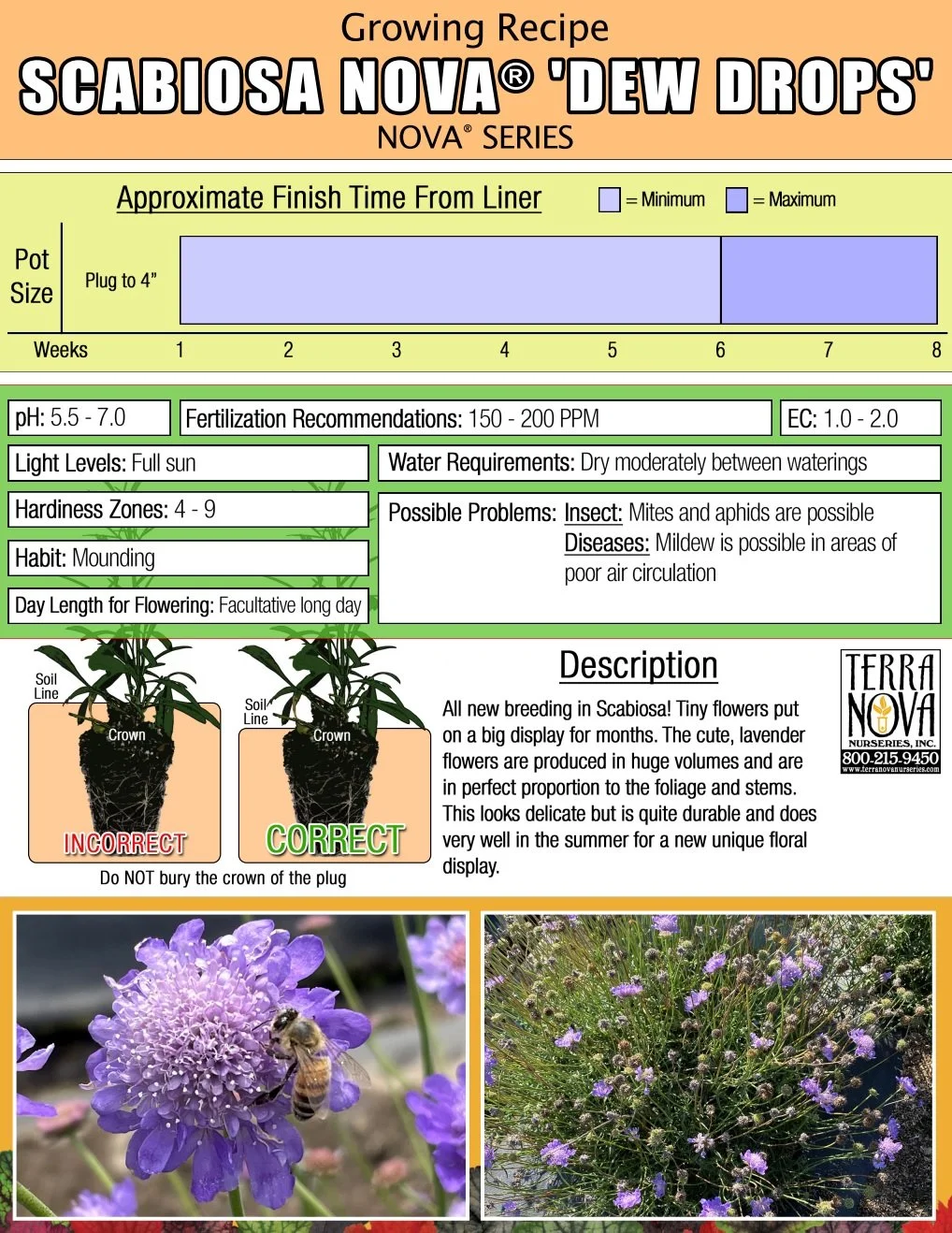 Scabiosa NOVA® Dew Drops