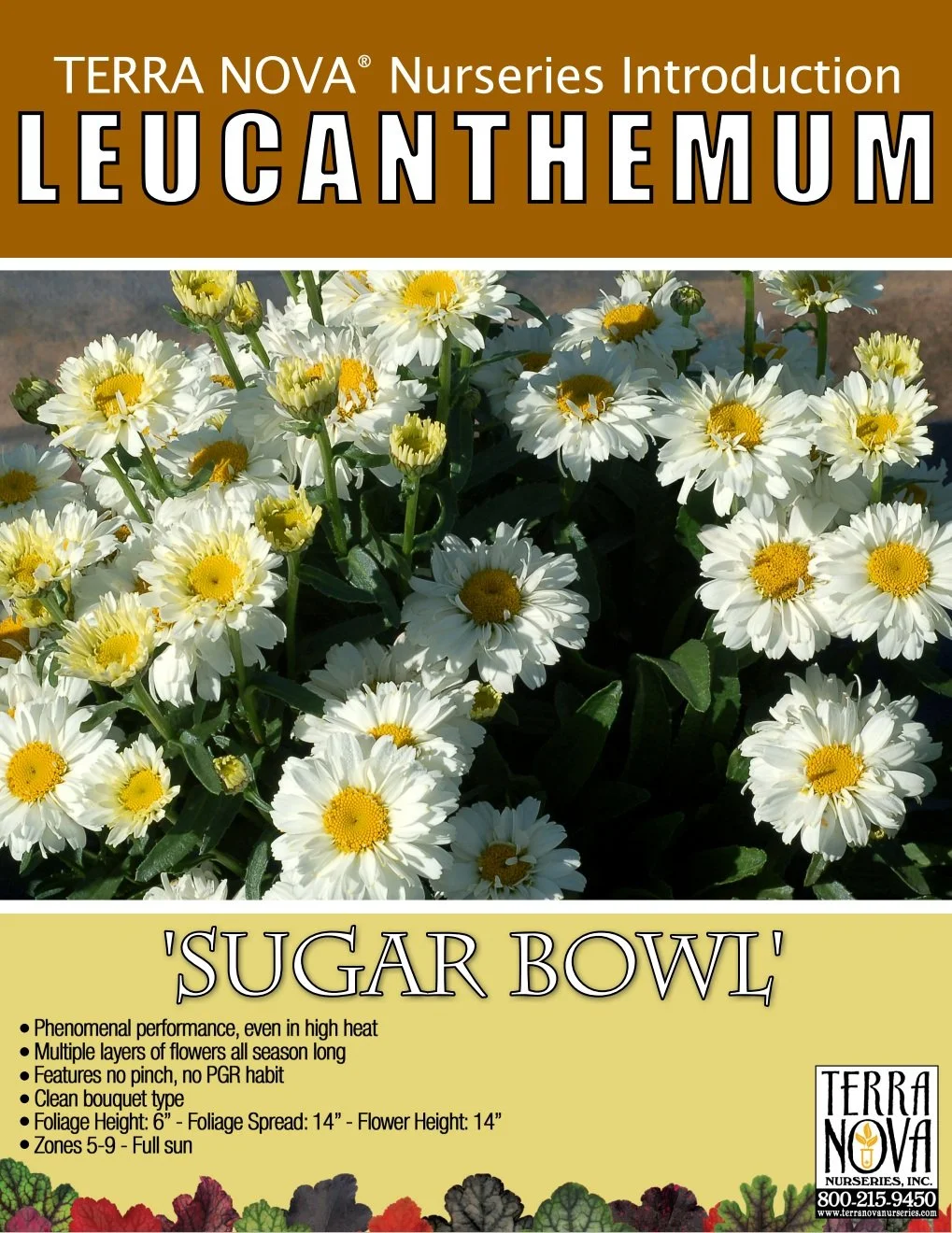 Leucanthemum Sugar Bowl