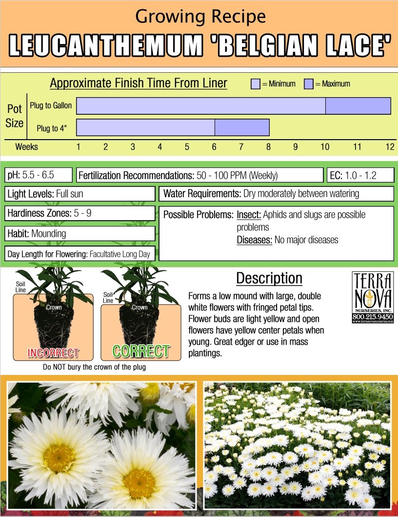 Leucanthemum Belgian Lace