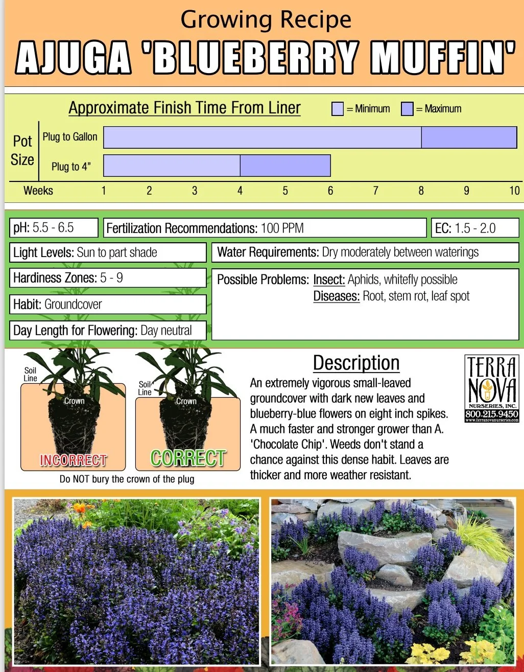 Ajuga Blueberry Muffin
