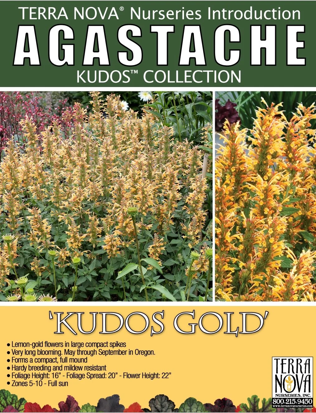 Agastache Kudos™ Gold