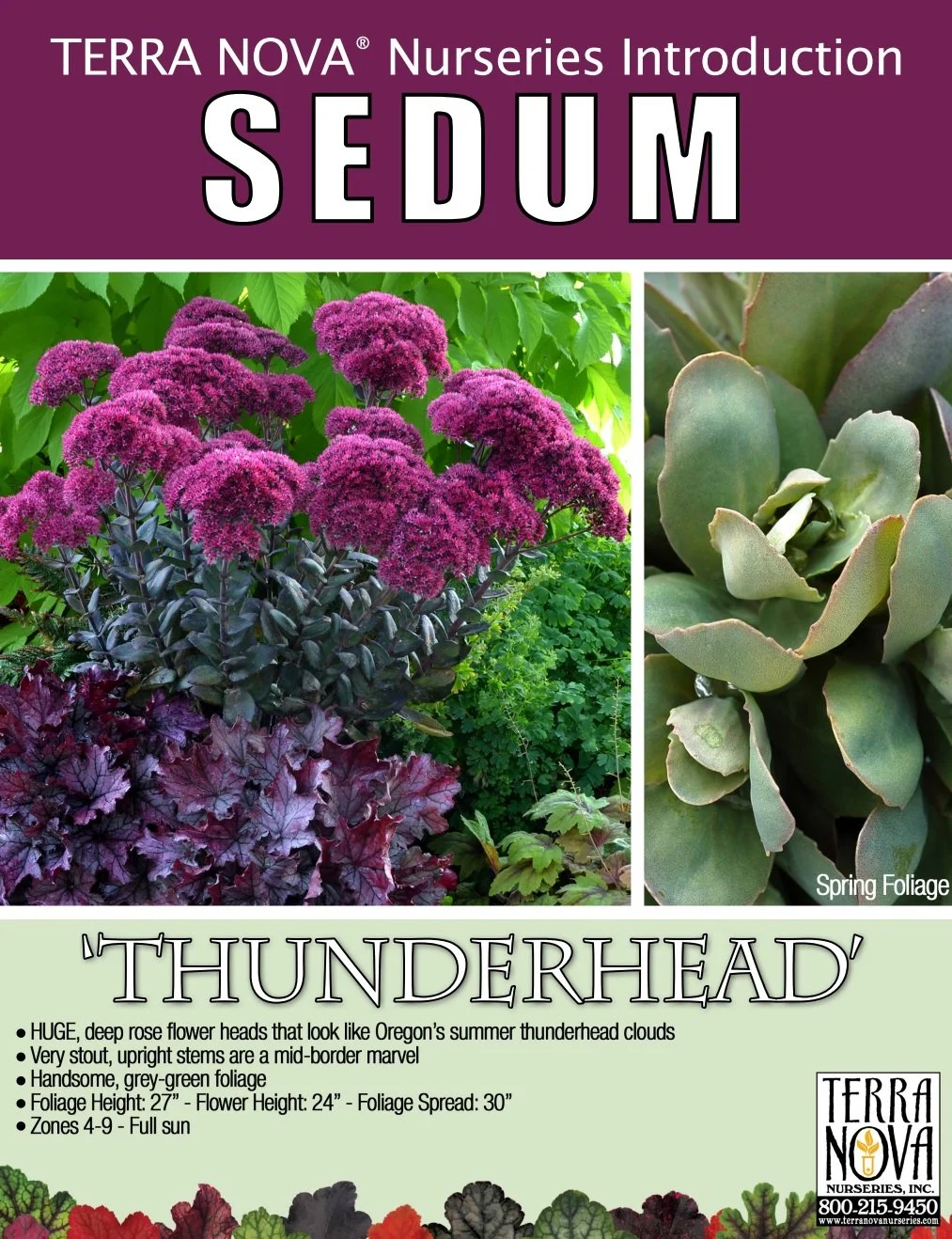Sedum Thunderhead