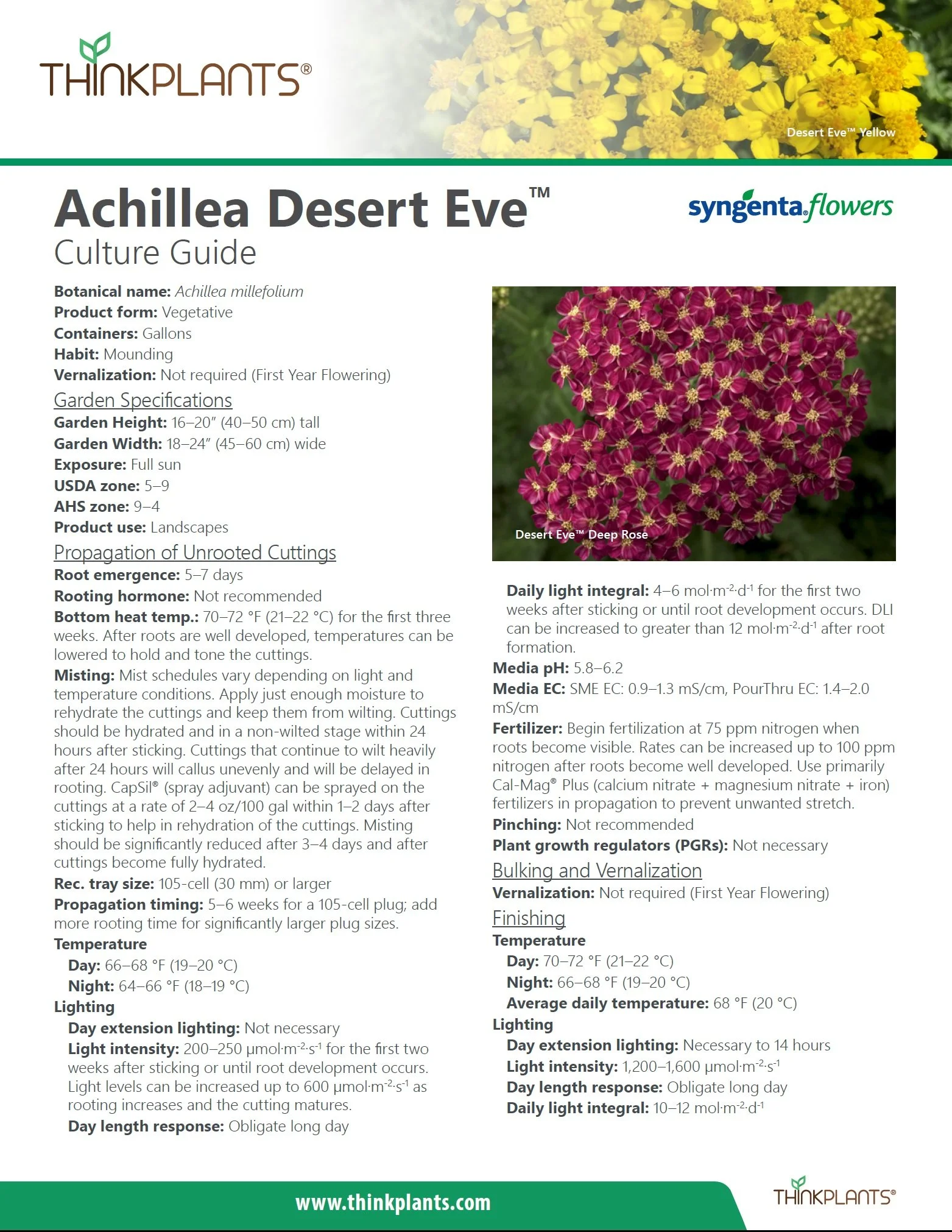 Achillea Desert Eve™