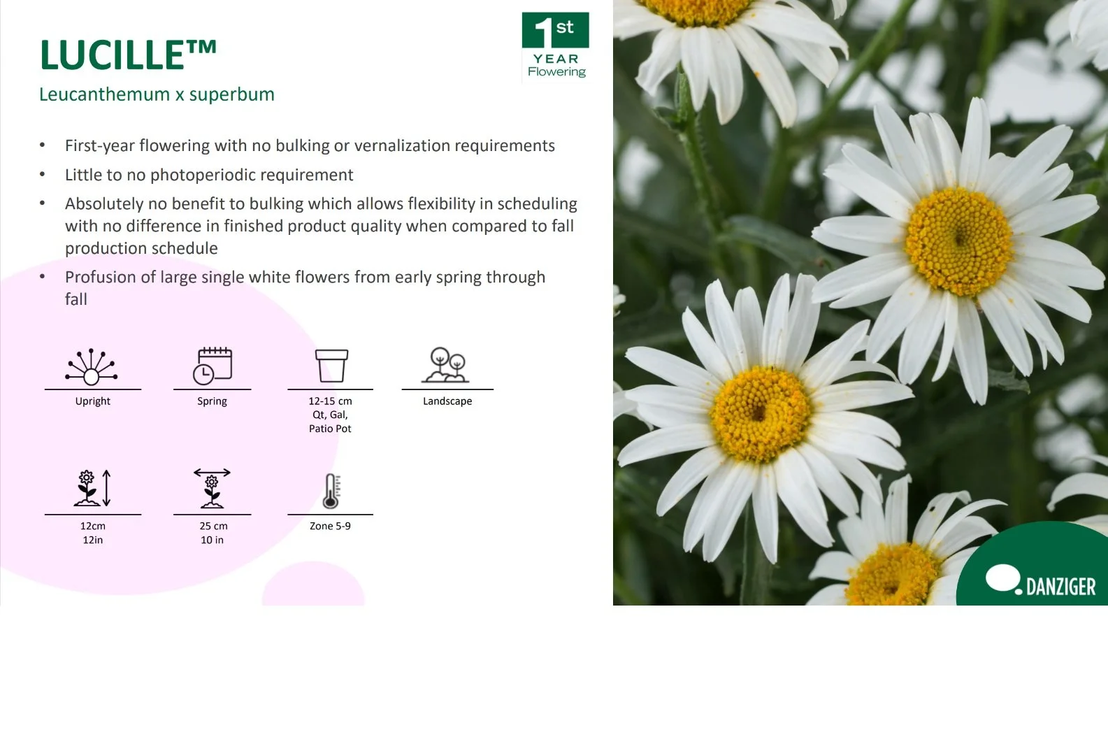 Leucanthemum Lucille™
