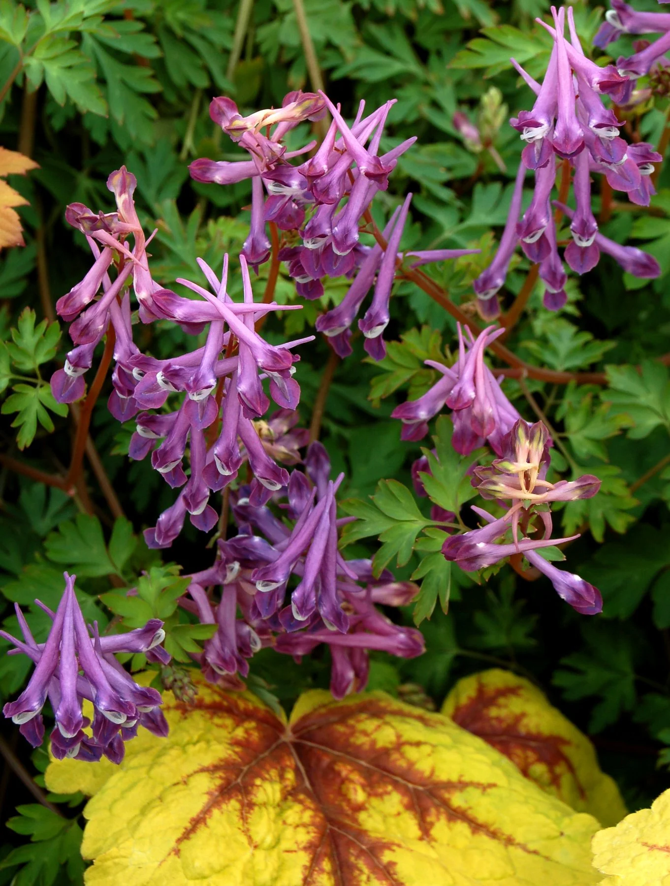 Corydallis Blackberry Wine