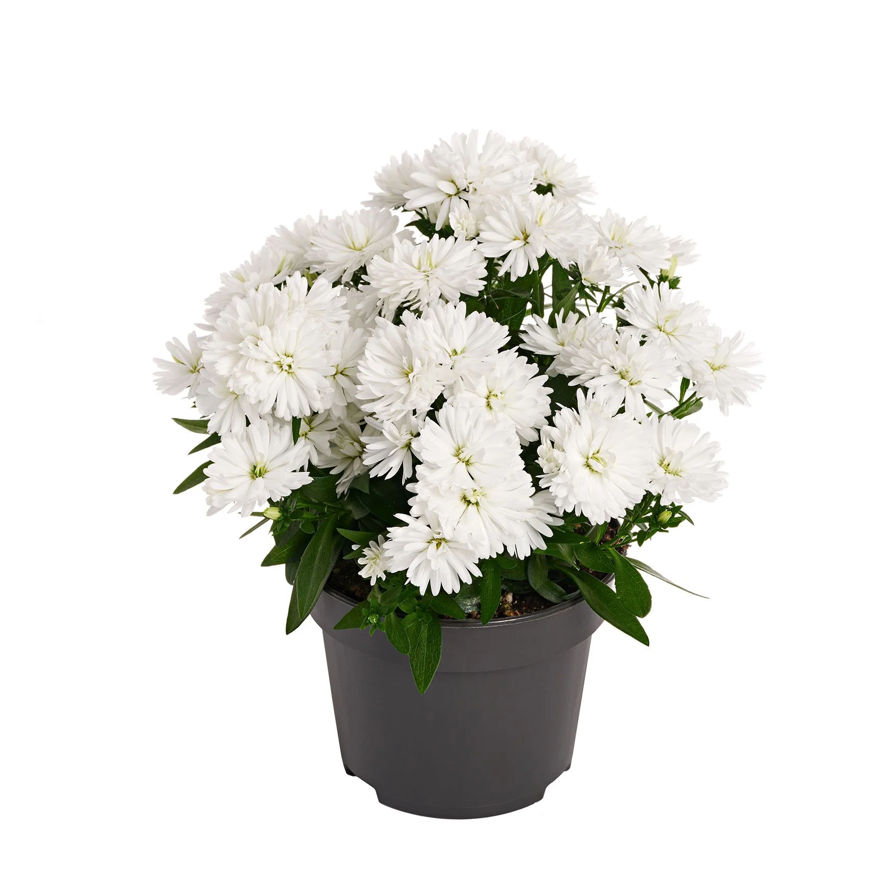 Aster Showmakers® Polar