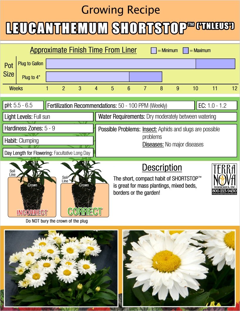 Leucanthemum Shortstop™
