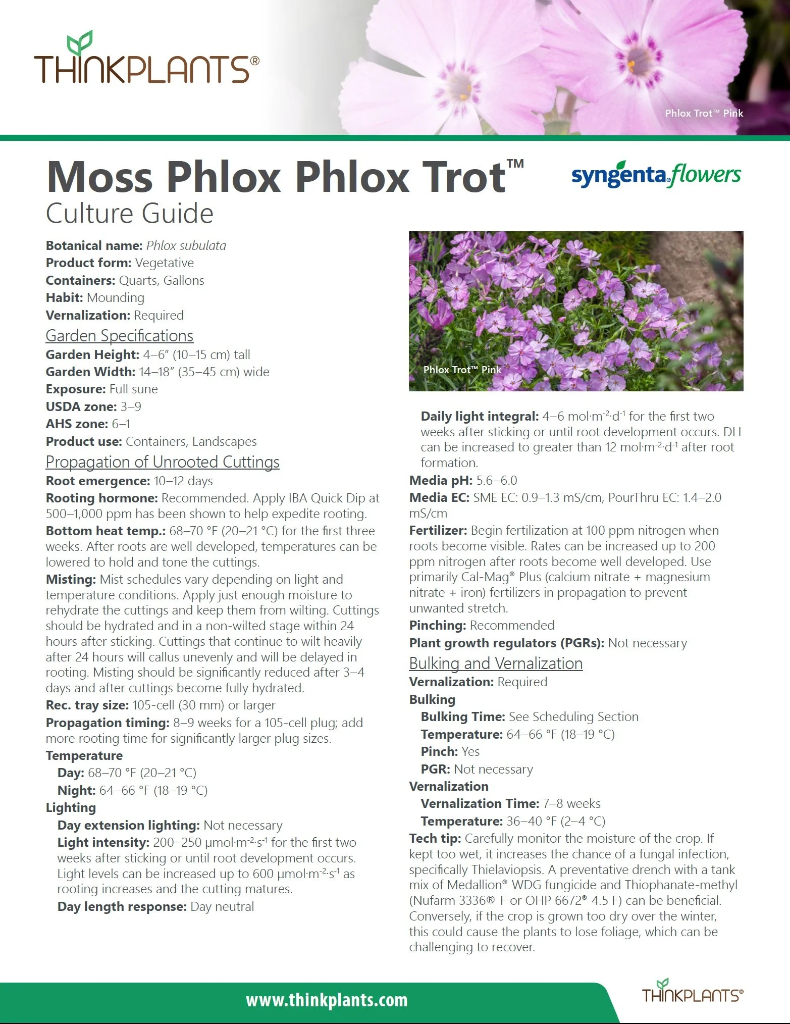 Phlox (Moss)Phlox Trot™