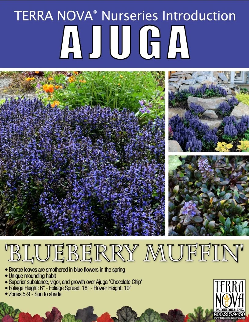 Ajuga Blueberry Muffin
