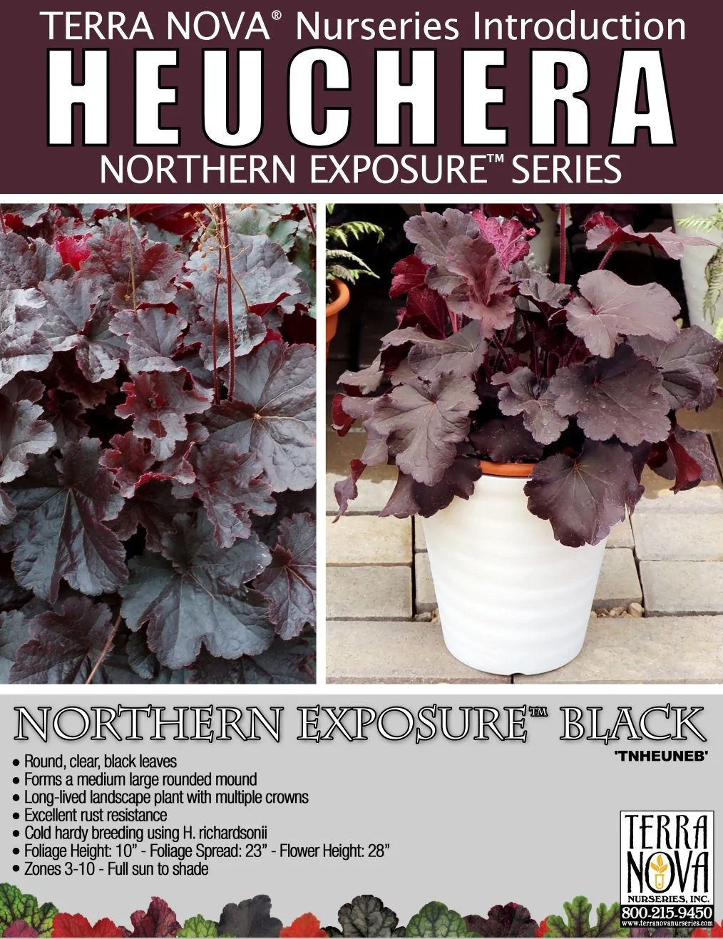 Heuchera Northern Exposure™ Black