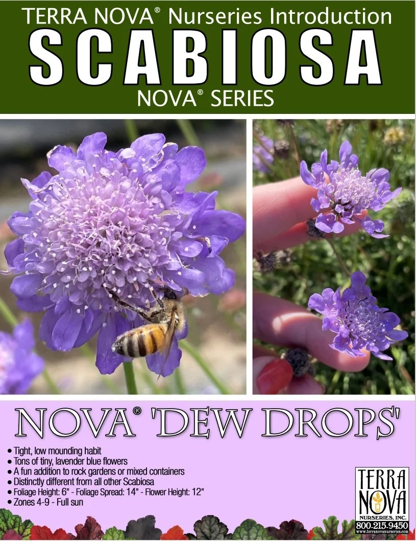Scabiosa Nova® Dew Drops