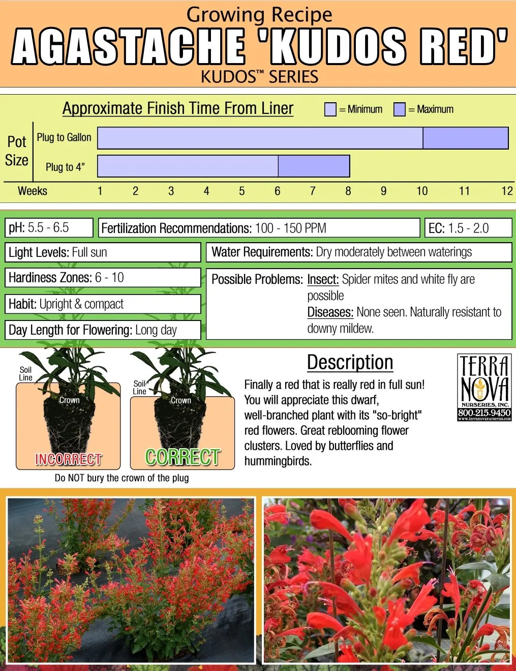 Agastache Kudos™ Red