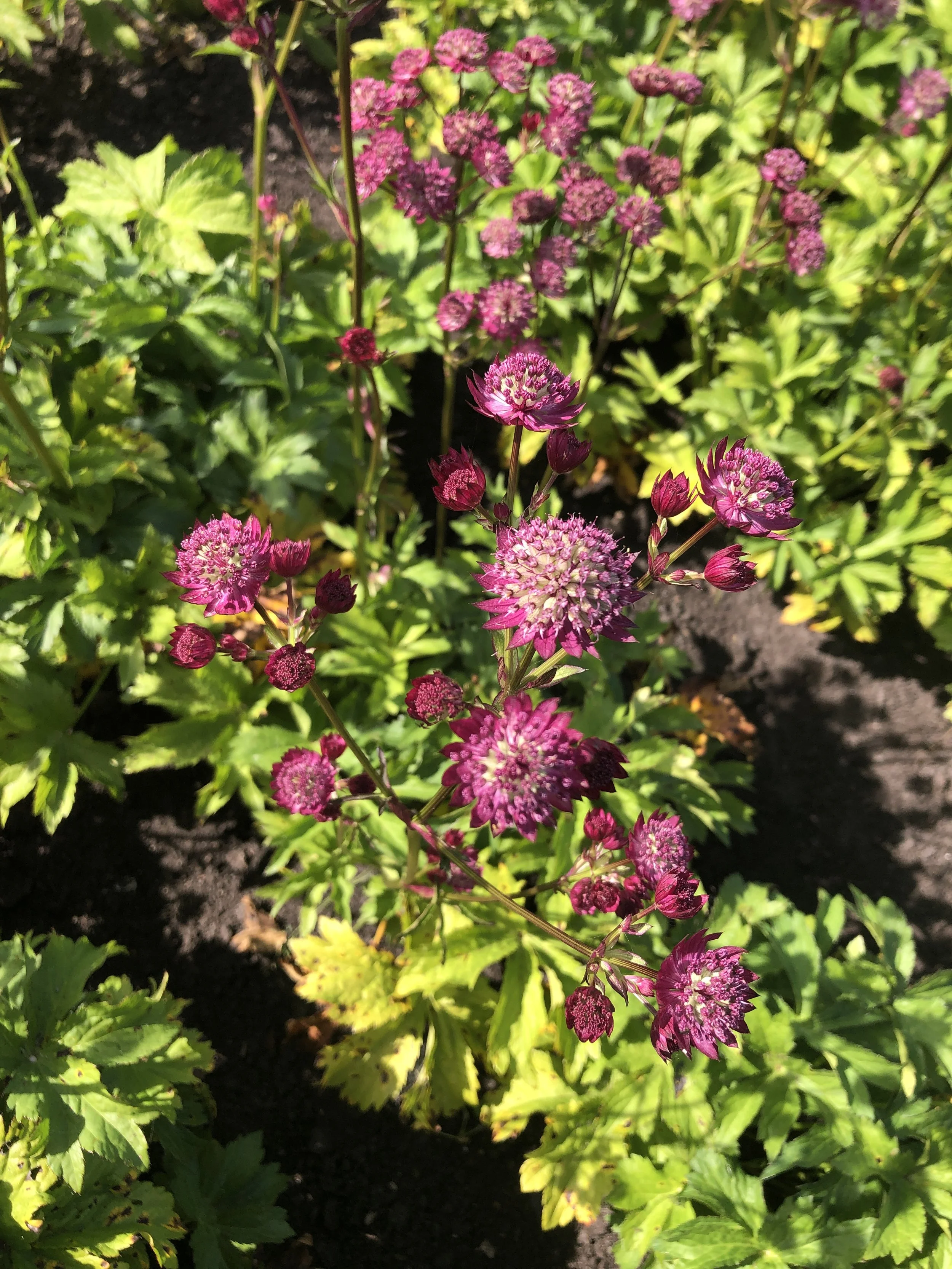 Astrantia Magical Diamonds Red