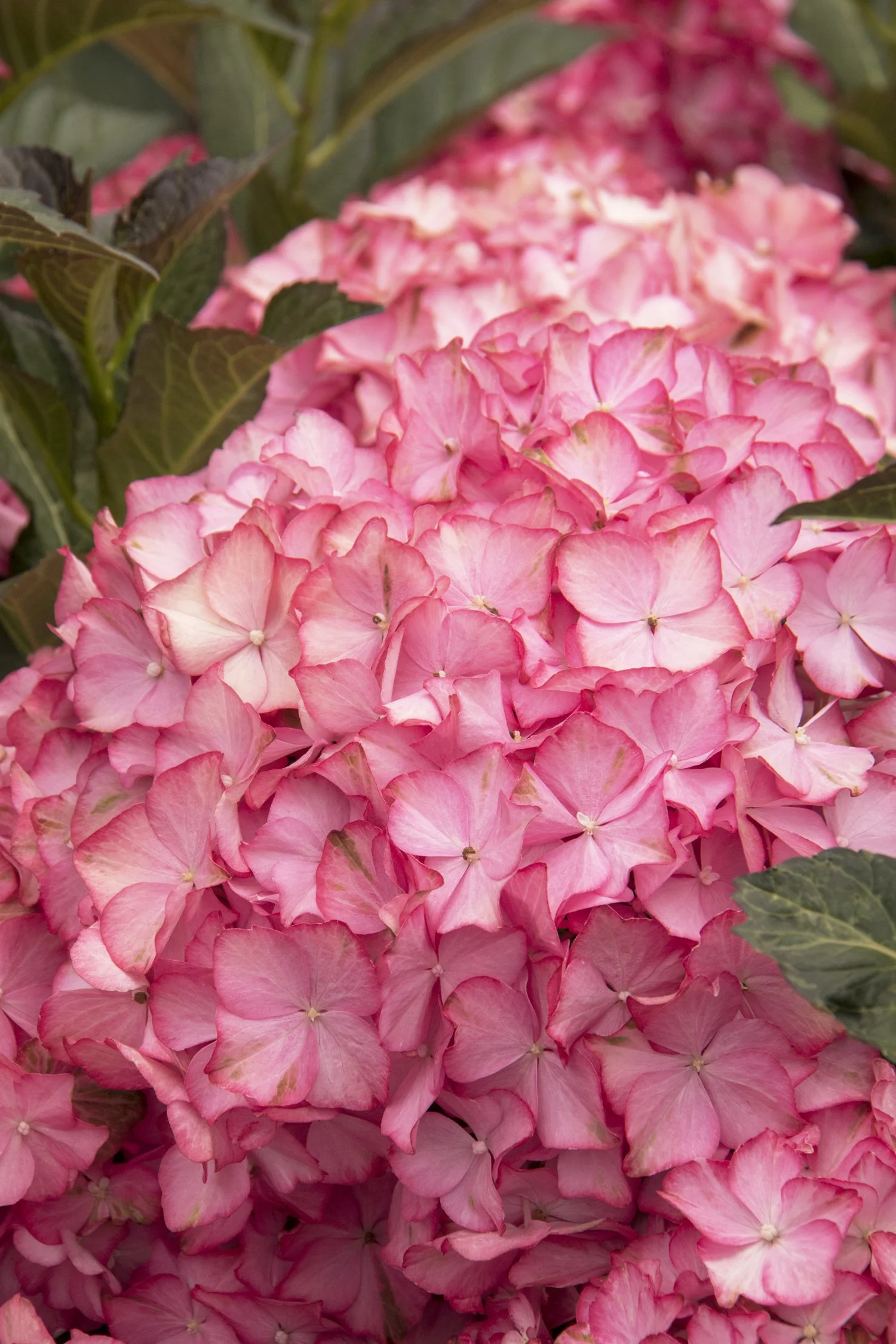 Hydrangea macrophylla Seaside Serenade® Hamptons
