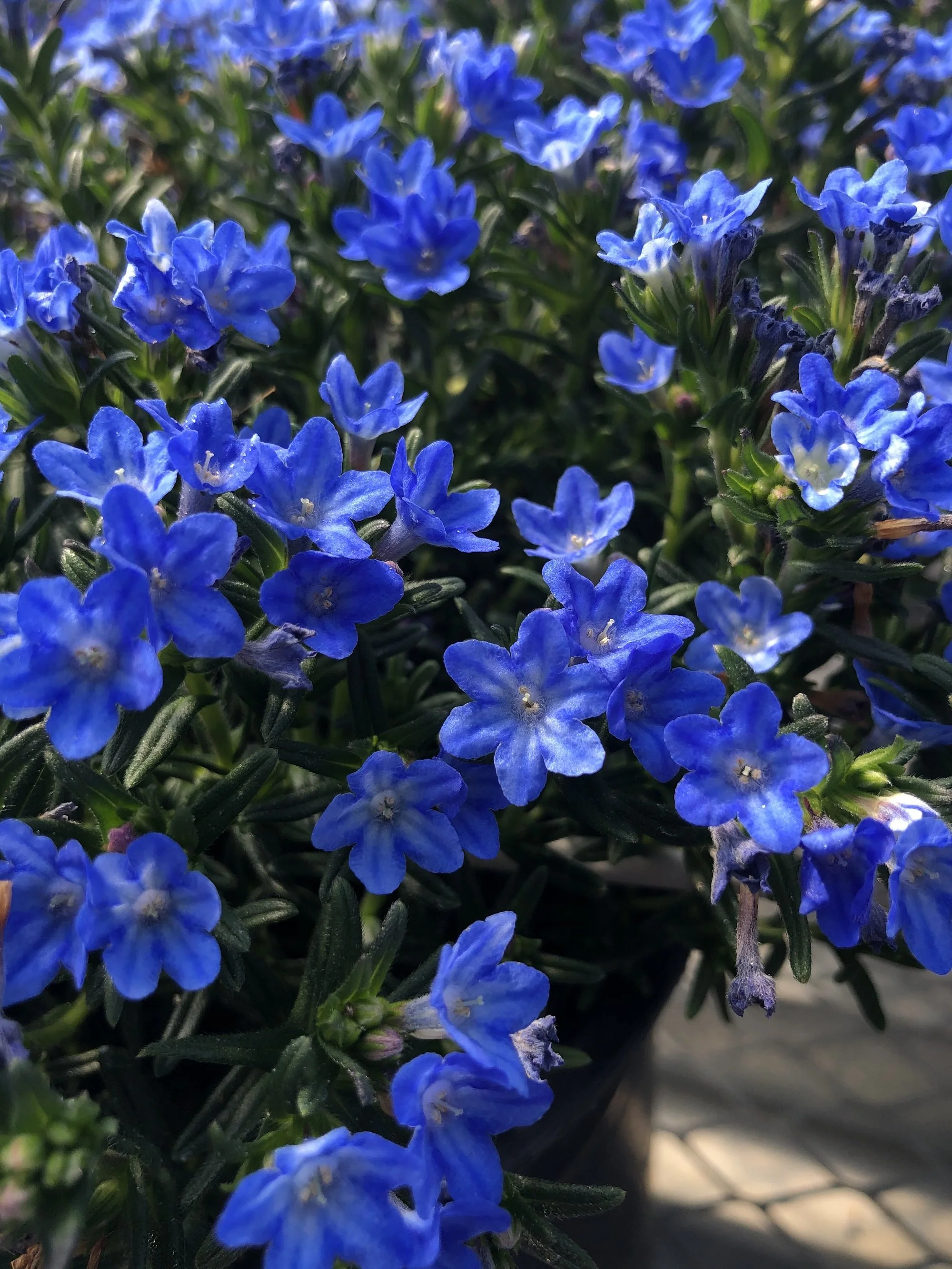 Lithodora Tidepool™ Skyblue