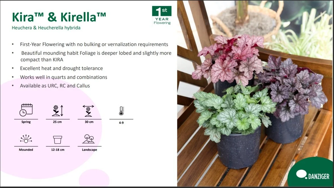 Heuchera Kira™ & Kirella™