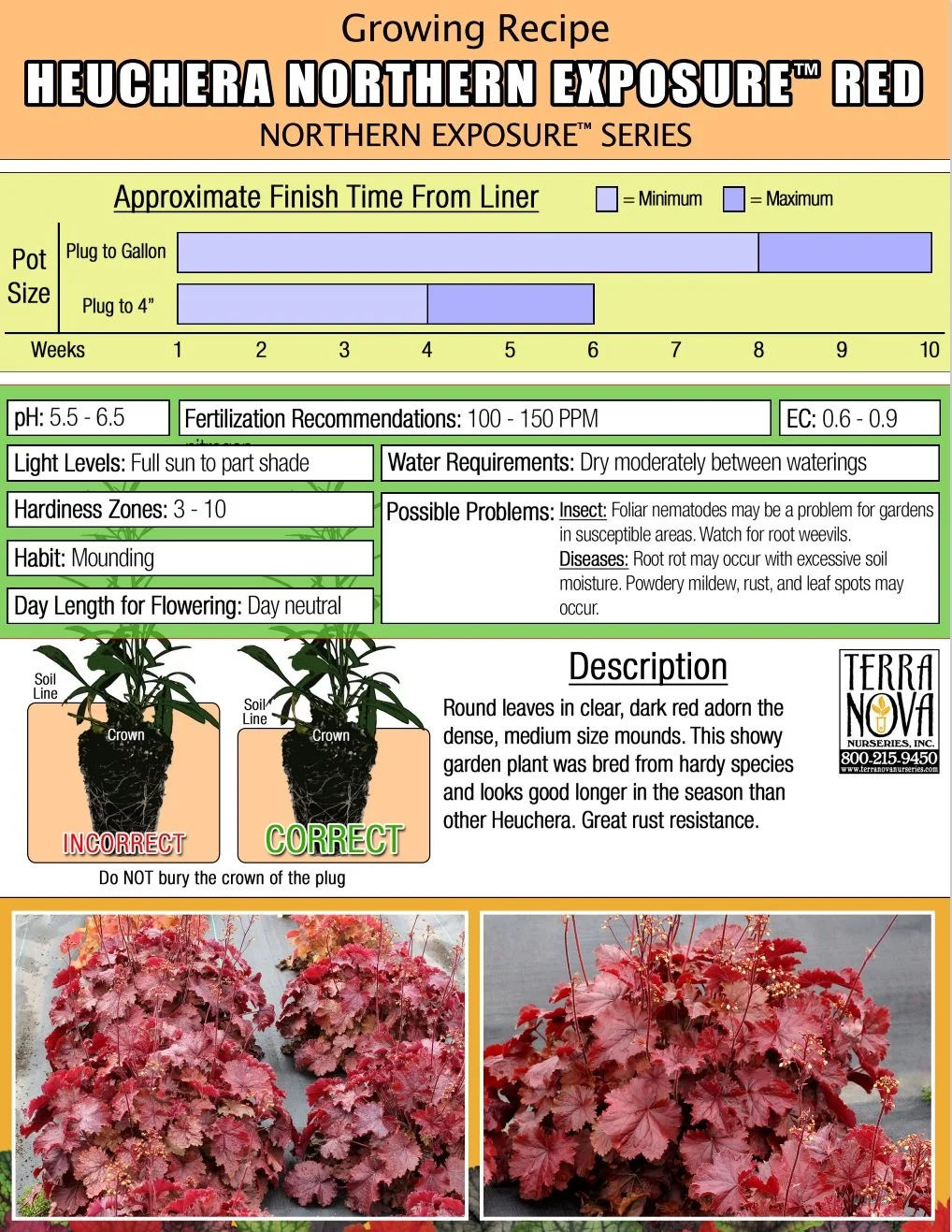 Heuchera Northern Exposure™ Red