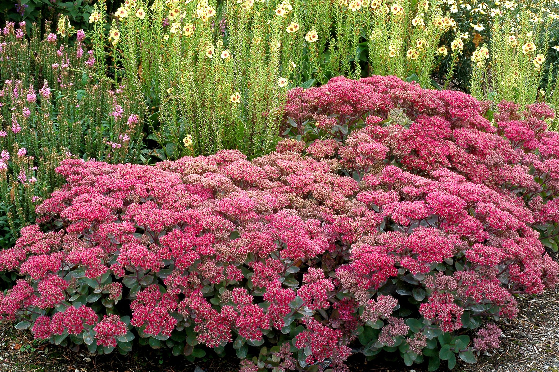 Sedum-Dynomite-6.jpg