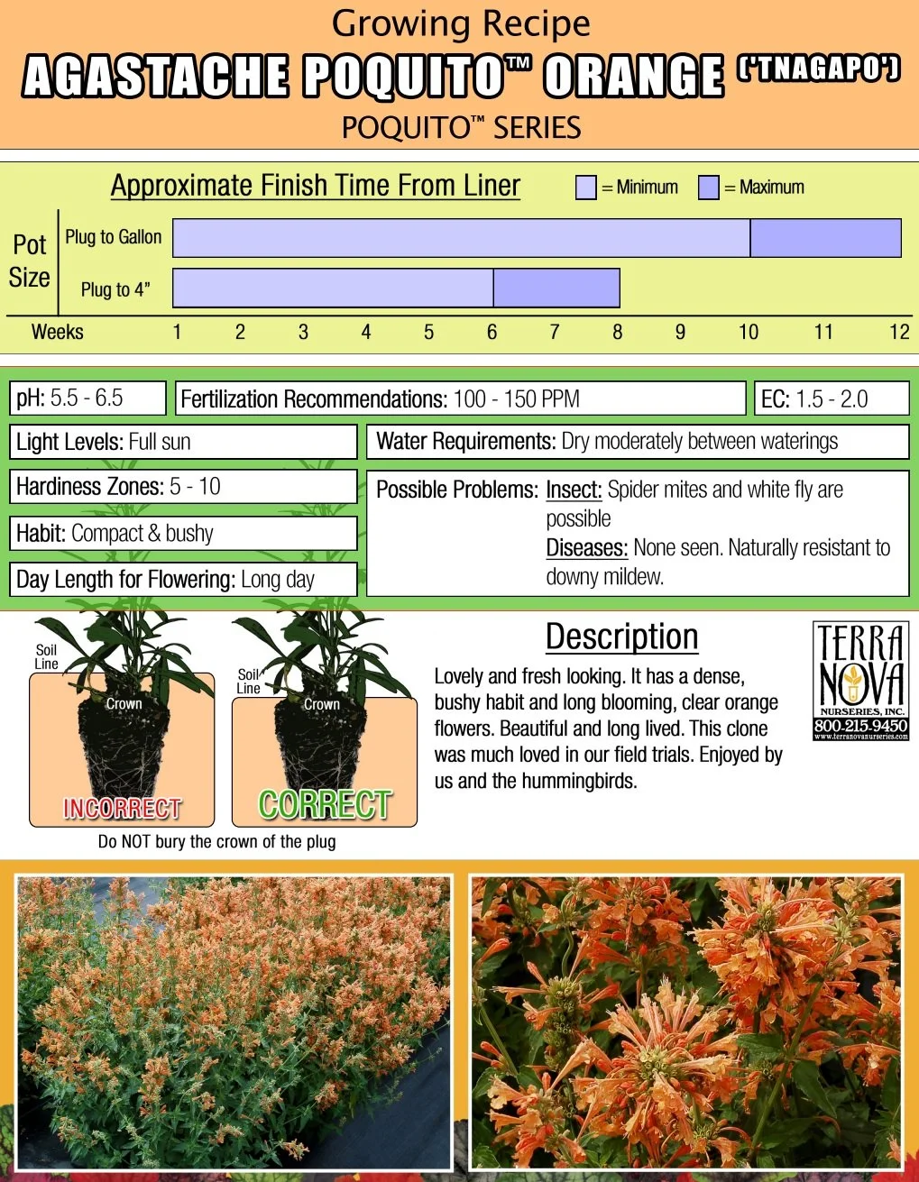 Agastache Poquito™ Orange