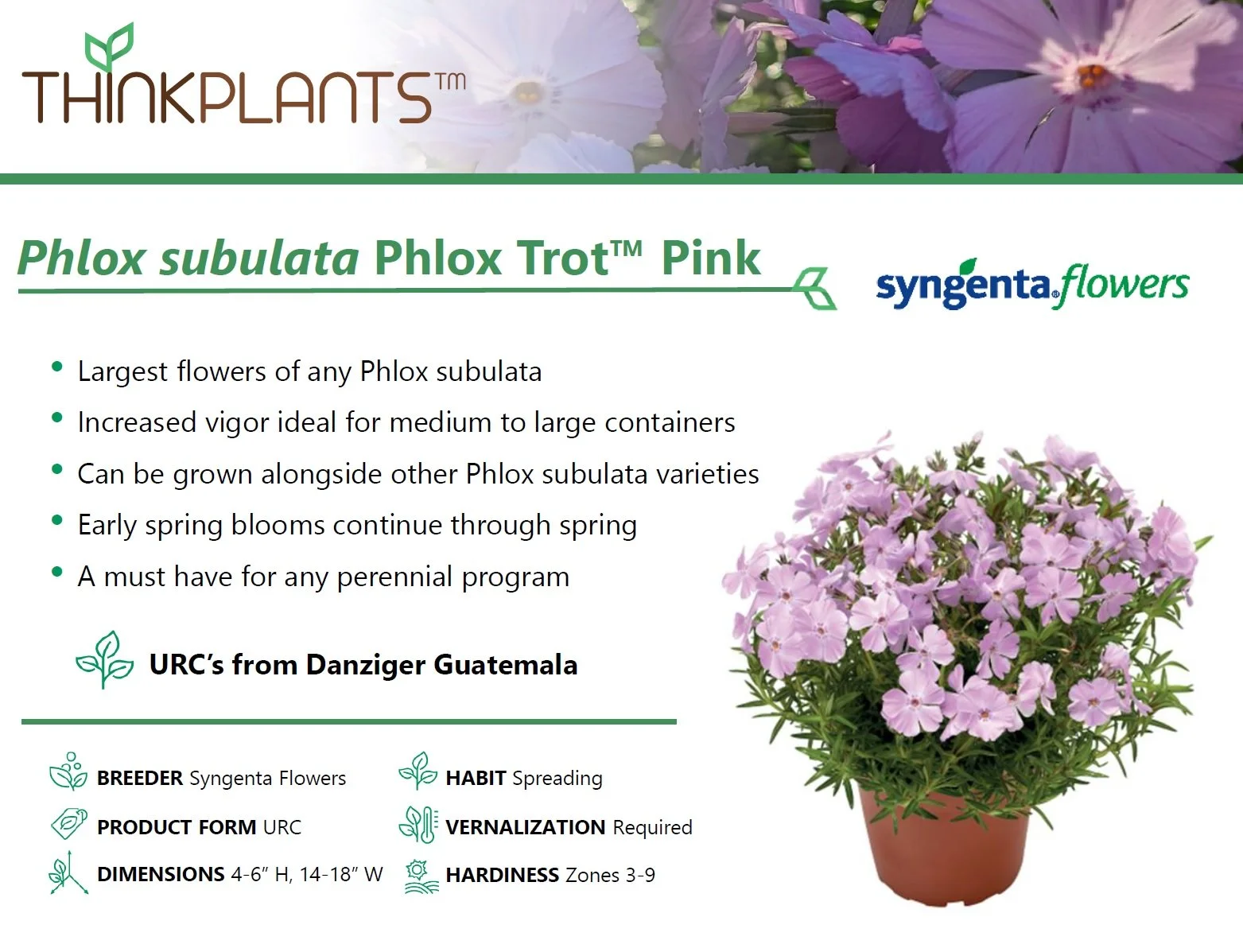 Phlox Phlox Trot™