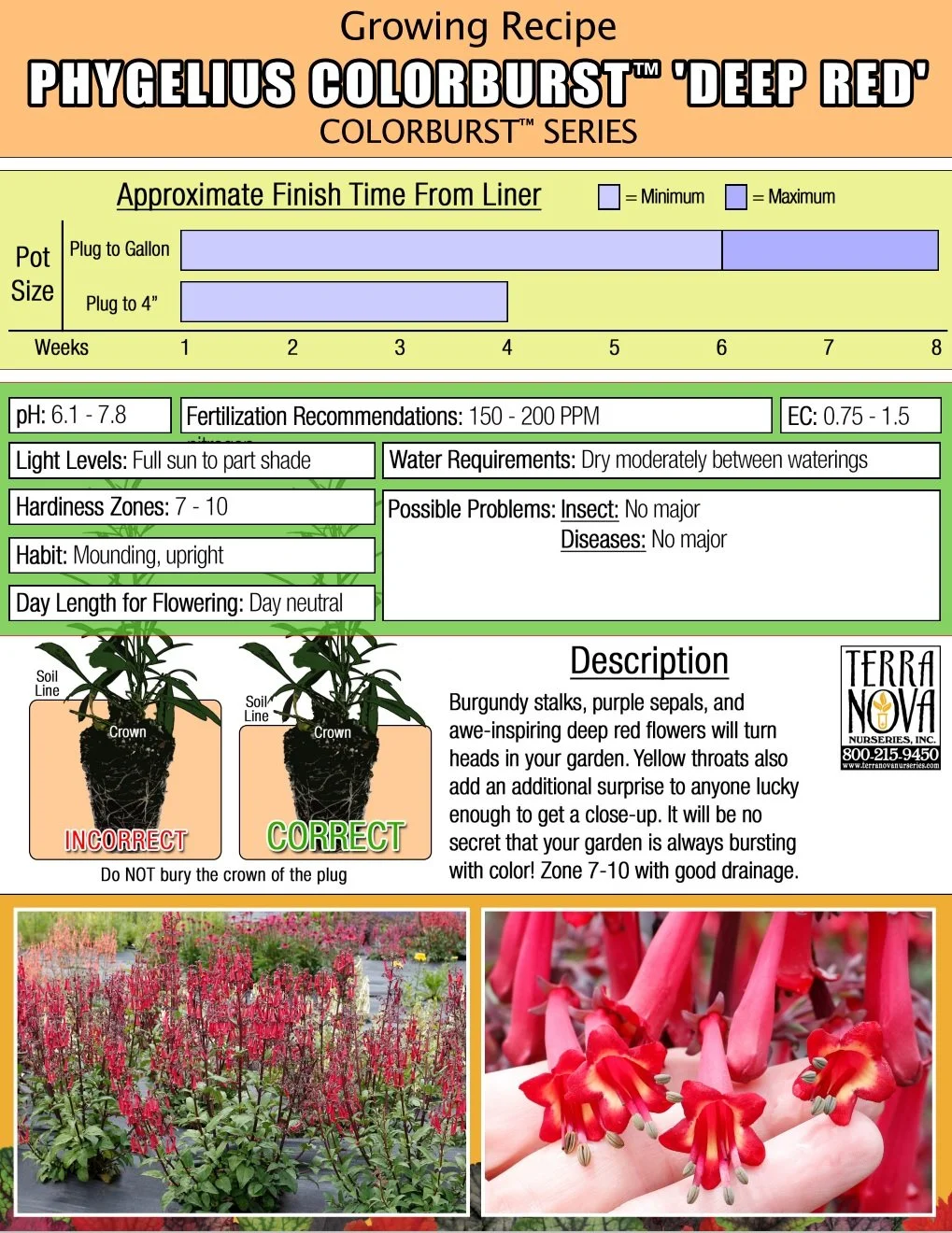 Phygelius Colorburst™ Deep Red