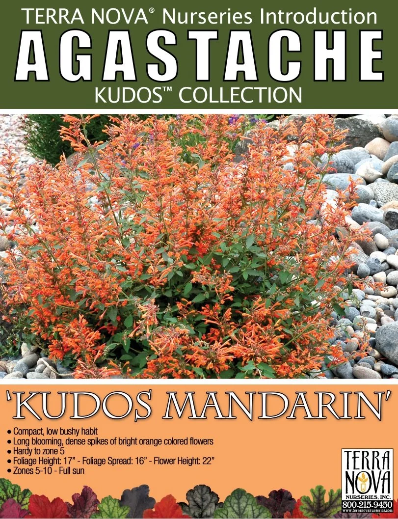 Agastache Kudos™ Mandarin 